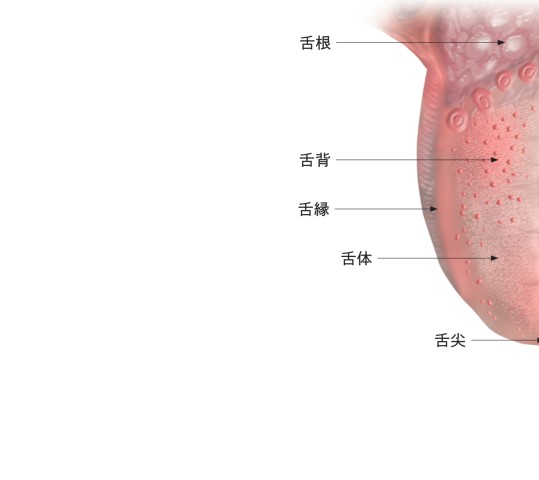 新版 チェアサイド・介護で役立つ 口腔粘膜疾患アトラス