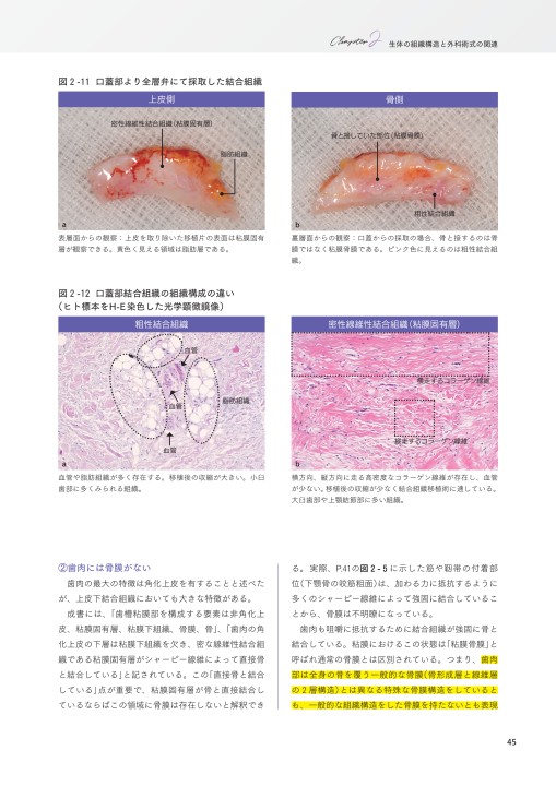 【裁断済み】基礎と臨床がつながる歯周解剖 Book Rev.】基礎と臨床がつながる歯周解剖 歯周病専門医が語る