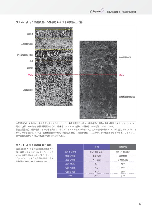 基礎と臨床がつながる歯周解剖 基礎と臨床がつながる歯周解剖 - クインテッセンス出版
